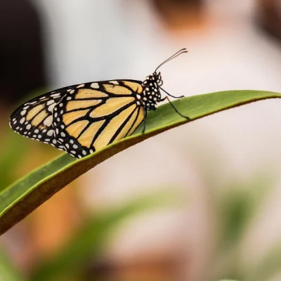 Tour-Mariposario-Andoke-_5_