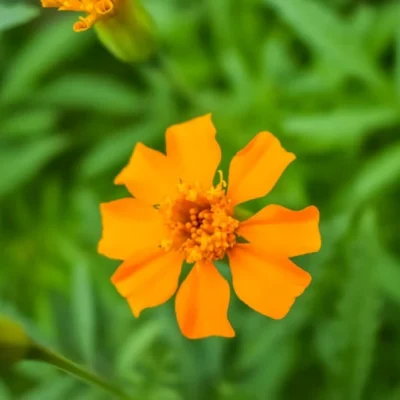 Tour-Putumayo-y-Ecuador-Salvaje-9-Días-y-8-Noches