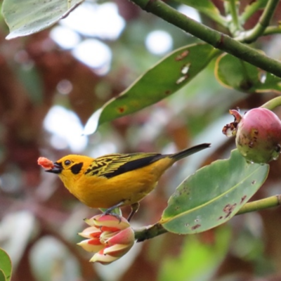 Tour Sana Con la Naturaleza (4)