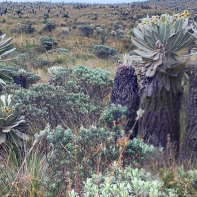 Tour Sana Con la Naturaleza