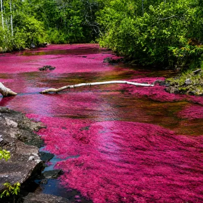 Tour Caño Cristales