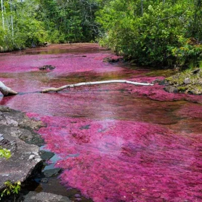 Tour Caño Cristales