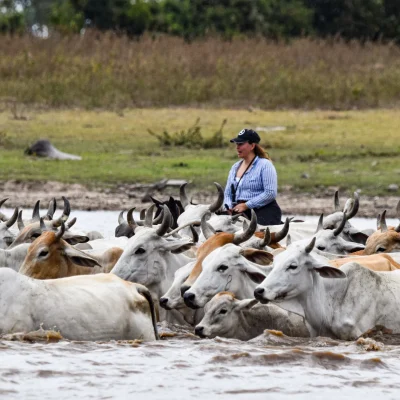 Tour Pasadía Encanto Safari Llanero