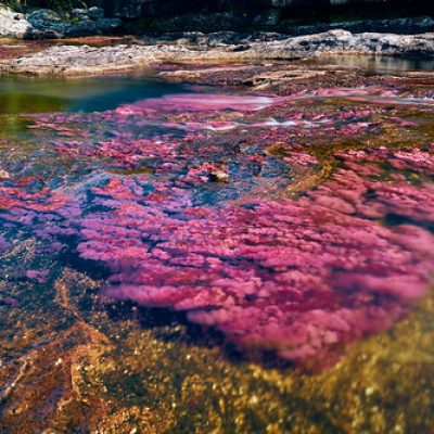 cano-cristales