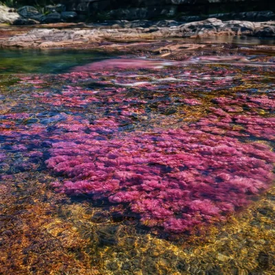 cano-cristales