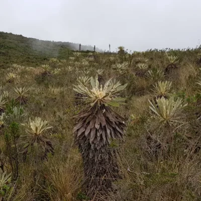 frailejones en chingaza