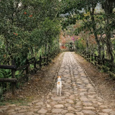 jardin