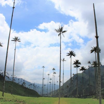 palmas-valle-decocora